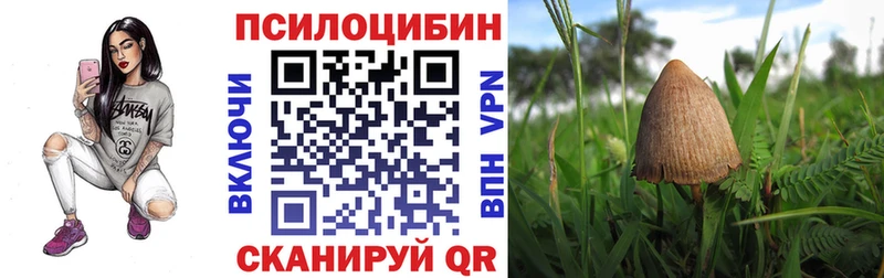 Галлюциногенные грибы Cubensis  хочу наркоту  Тайшет 